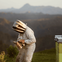 Egmont Honeyの純粋さと持続可能性 – ニュージーランドの養蜂家