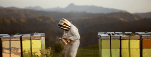 Egmont Honeyの純粋さと持続可能性 – ニュージーランドの養蜂家