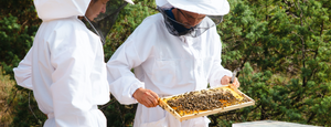 マヌカハニーは生ですか？完全ガイド – 養蜂家